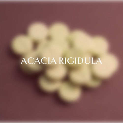 Acacia Rigidula